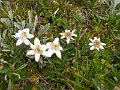 11 wunderbares geschuetztes Edelweiss 